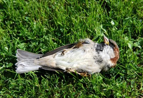 Dead tree sparrow on its back Stock Photos