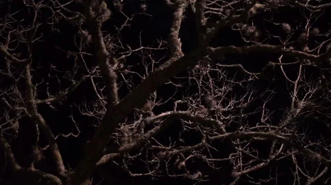 Dead Tree on a Spooky Night Dolly 스톡 동영상 61871466