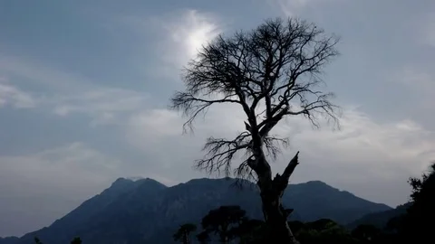 Dead Tree Stand Alone Landscape Time Lapse With Clouds Stock Footage 69182452