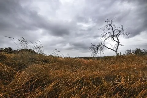 Dead tree standing alone in a dry rocky landscape Фото
