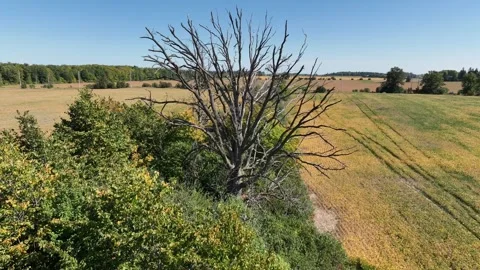 Dead Tree Standing Along Rural Farmland Boundary in Agricultural Landscape 스톡 동영상 337057885
