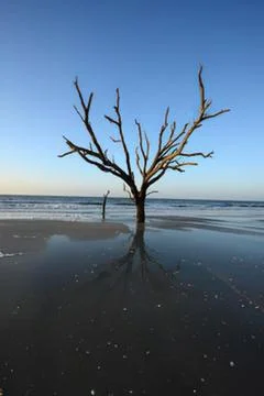 Dead tree standing on a beach at sunset Stock Photos