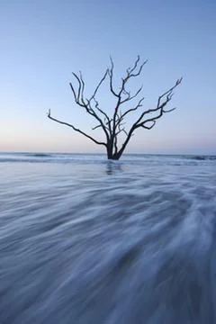 Dead tree standing in calm ocean water Stock Photos