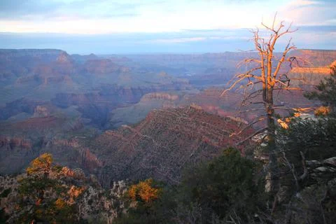The dead tree standing during the sunset in the Grand Canyon National Park Stock Photos