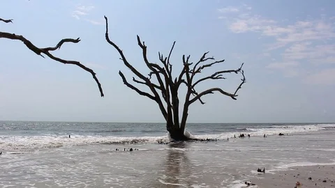 Dead tree standing in ocean. Vídeos de archivo 76057232