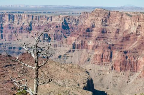 Dead tree standing overlooking the vast grand canyon national park, USA Stock-Fotos