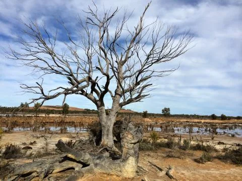 Dead Tree Standing Stock Photos