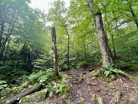 Dead Tree Standing Stock Photos