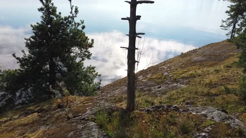 Dead tree standing on a rocky shore, Finland Stock Footage 136645034