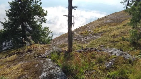 Dead tree standing on a rocky shore, Finland 스톡 동영상 136645347