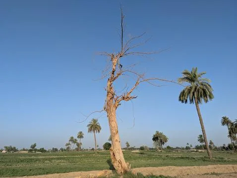 Dead tree standing in rural green field with palm trees Stock Photos