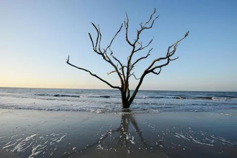Dead tree standing in shallow ocean water Stock Photos