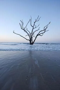 Dead tree standing in shallow ocean water Stock Photos