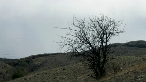 A dead tree standing on a top of beautiful mountain. 4K Stock Footage 134633413