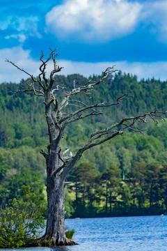 Dead tree standing in the water of a calm lake in Sweden  surrounded by for.. Stock Photos