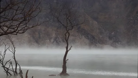 Dead Tree Standing in White Crater Volcano Kawah Putih Video stock 132285612