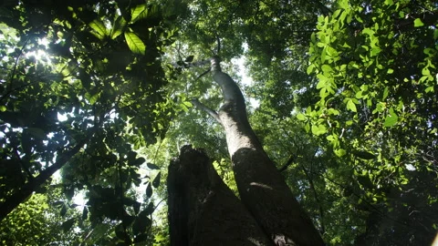 A Dead Tree stands in a Lush Rainforest Stock Footage 195280371