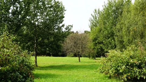 A dead tree stands in the middle of a green garden Stock Footage 87825673