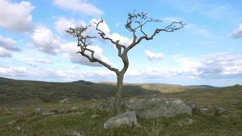 Dead tree stands still on Dartmoor Stock Footage 74604544