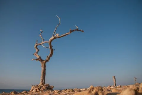 Dead Tree Statue Stock-Fotos