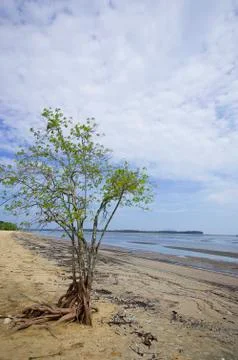 Dead tree still standing on the beach Foto stock