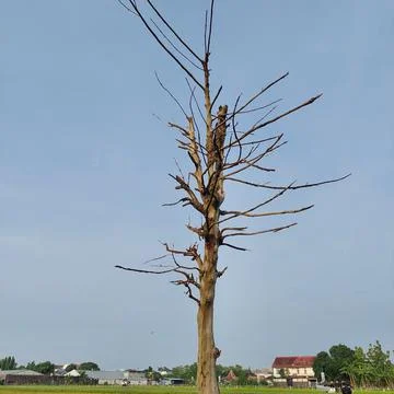 Dead tree, but still standing in the middle of the rice field Stock Photos