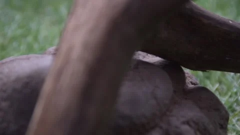 Dead Tree, stone, Grass, Flat Color Pan Left to Right Vidéo 153822842