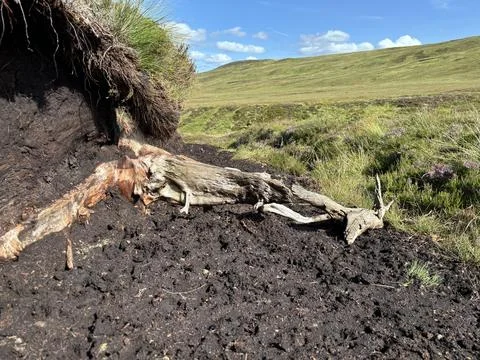 Dead tree stuck in the peat bog, Scotland Stock Photos