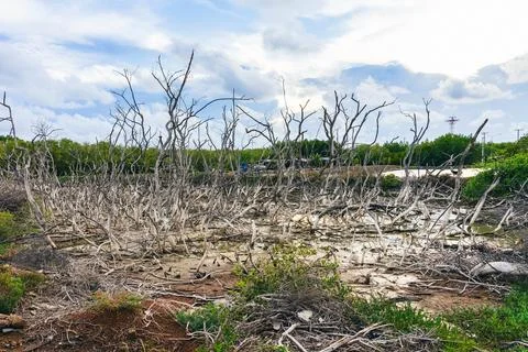 Dead tree stump effect from Natural disasters and environmental problems. M.. Stock Photos