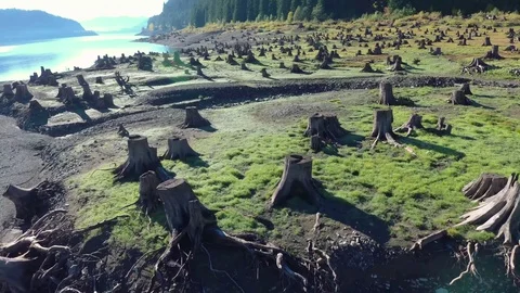 Dead Tree Stump Forest Stock Footage 115533393