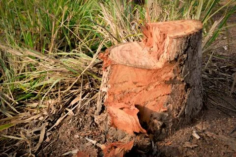 Dead Tree stump on grass. Old dead tree stump after a tree was cut down in th Stock Photos