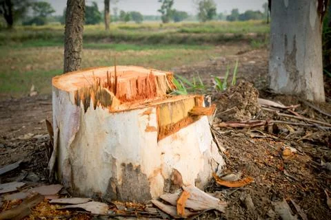 Dead Tree stump on grass. Old dead tree stump after a tree was cut down in th Foto stock