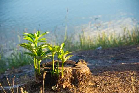 Dead Tree stump on grass. Old dead tree stump after a tree was cut down in th Stock Photos