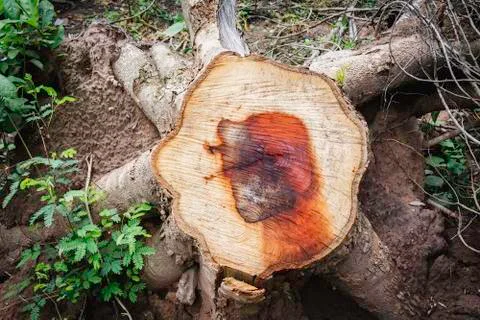 Dead Tree stump on grass. Old dead tree stump after a tree was cut down in th Stock Photos