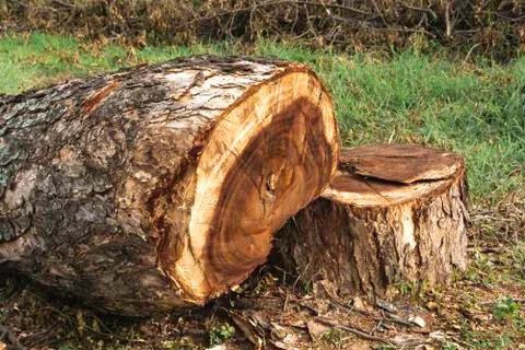Dead Tree stump on grass. Old dead tree stump after a tree was cut down in th Stock Photos
