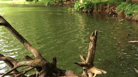 Dead Tree Stump on Green Lake in Tropical Park Stock Footage 335567595