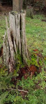 Dead tree stump natural disintegration in woods Stock Photos