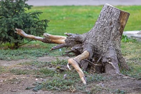 Dead Tree Stump Out Stock Photos