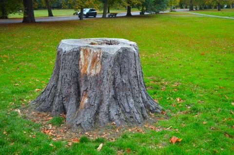 Dead tree stump in a park Stock Photos