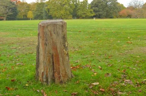 Dead tree stump in a park with space for text on one side Stock Photos