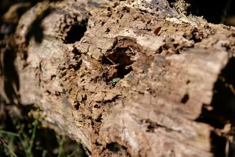 Dead Tree Stump Stock Photos