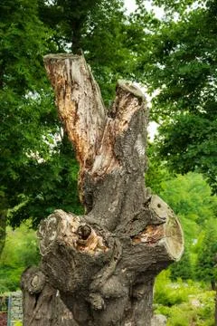 Dead tree stump trunk against green young trees. Perseverance and standing up Stock Photos
