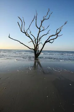 Dead tree stump on a wet beach at sunset Stock Photos
