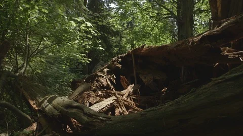 Dead Tree Stump Wooden Chips In Forest Stock Footage 118097871