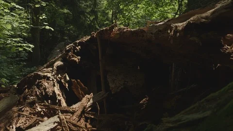 Dead Tree Stump Wooden Chips In Forest Stock Footage 118097883