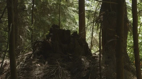 Dead Tree Stump Wooden Chips In Forest Stock Footage 118097976