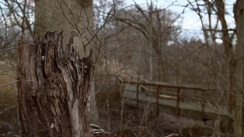 Dead Tree Stump with Wooden Walking Path Rack Focus Stock Footage 128242091