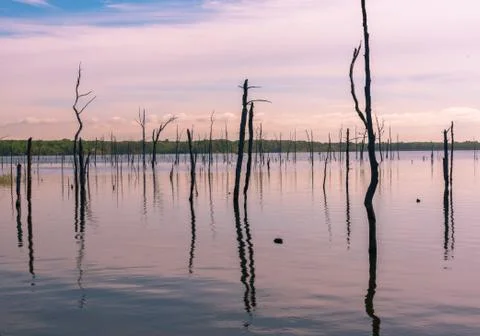 Dead Tree Stumps in a Lake Stock Photos
