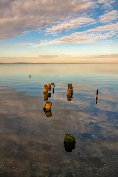 Dead tree stumps Stock Photos