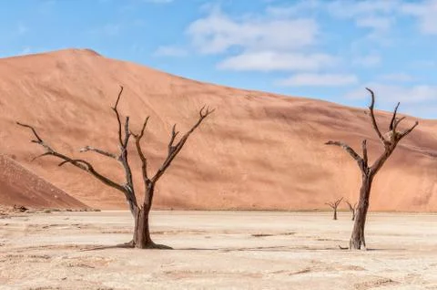 Dead tree stumps, with sand dune backdrop, at Deadvlei Stock-Fotos